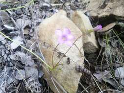 Image of Oxalis bifida Thunb.