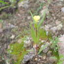 Sivun Oenothera verrucosa I. M. Johnston kuva