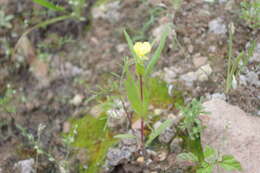 Sivun Oenothera verrucosa I. M. Johnston kuva