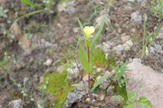 Imagem de Oenothera verrucosa I. M. Johnston