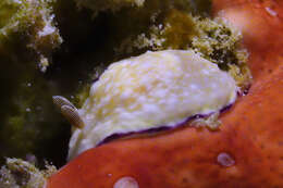 Sivun Goniobranchus albopustulosus (Pease 1860) kuva