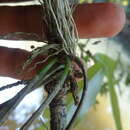Image de Dendrobium ovatum (L.) Kraenzl.