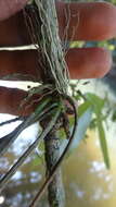 Слика од Dendrobium ovatum (L.) Kraenzl.