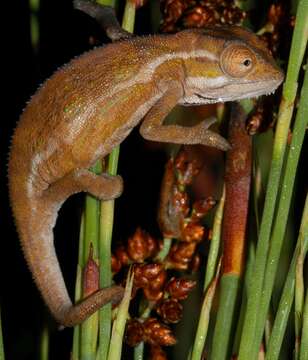 Image of Elandsberg Dwarf Chameleon