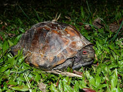 Image of Keeled box turtle