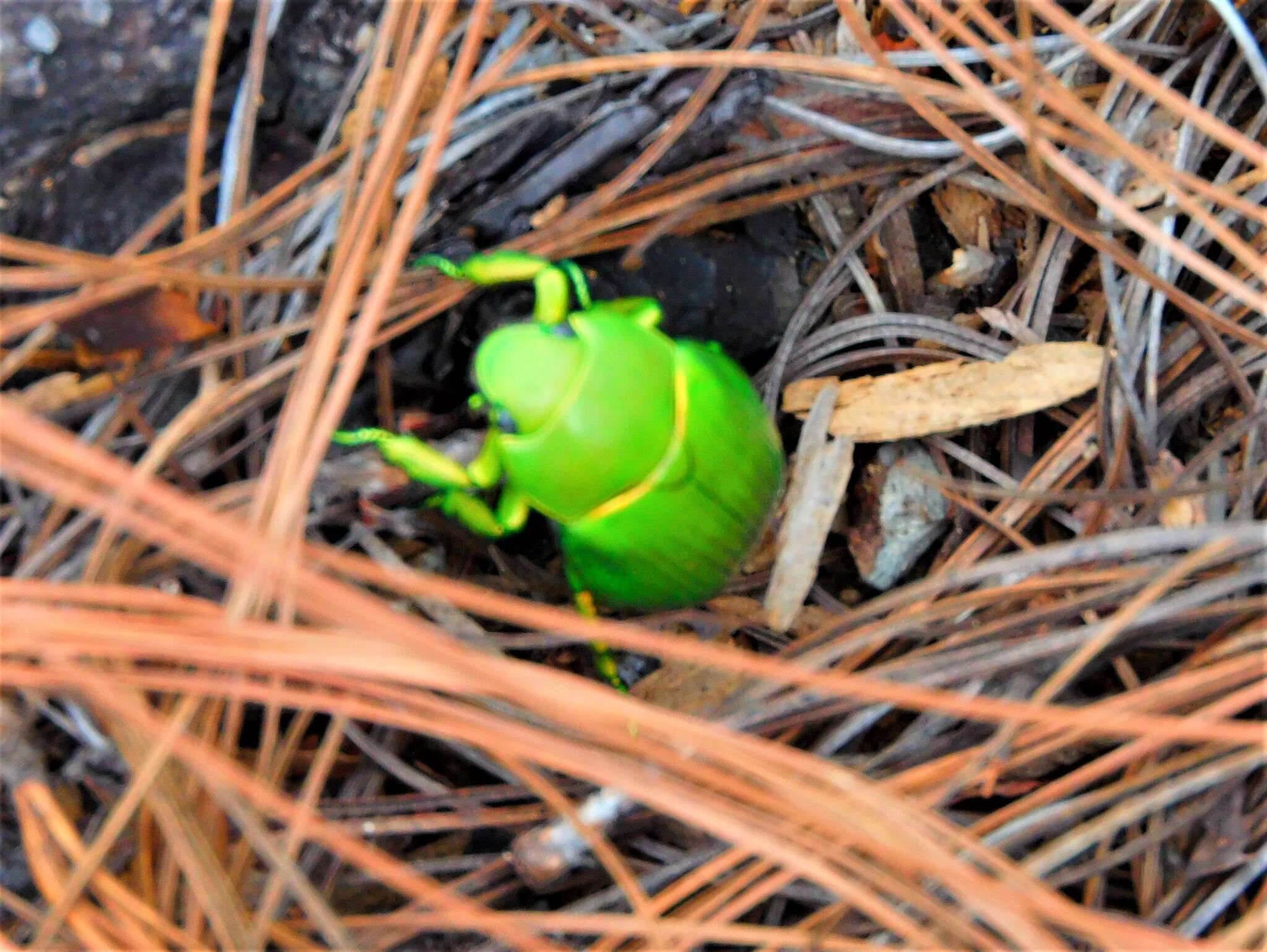 Sivun Chrysina psittacina (Sturm 1843) kuva