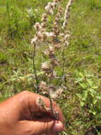 Image de Pterocaulon cordobense Kuntze