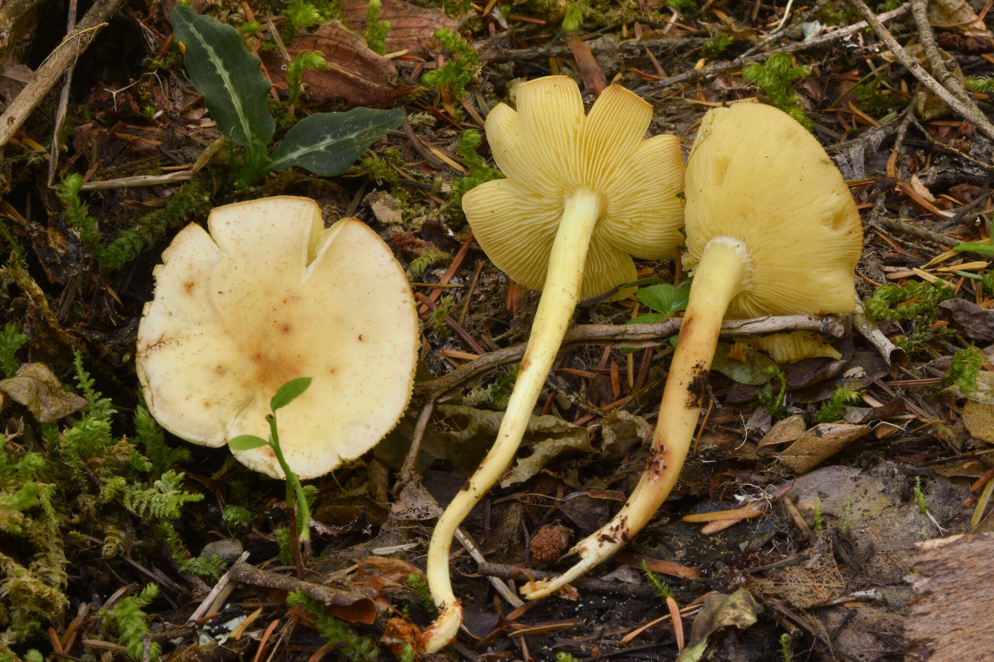 صورة Rhodocollybia maculata (Alb. & Schwein.) Singer 1939