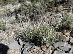 Image of Panamint rock goldenrod