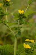 Image de Argentina polyphylla (Wall. ex Lehm.) Soják