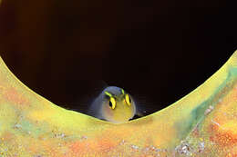 Image of Shortstripe Goby