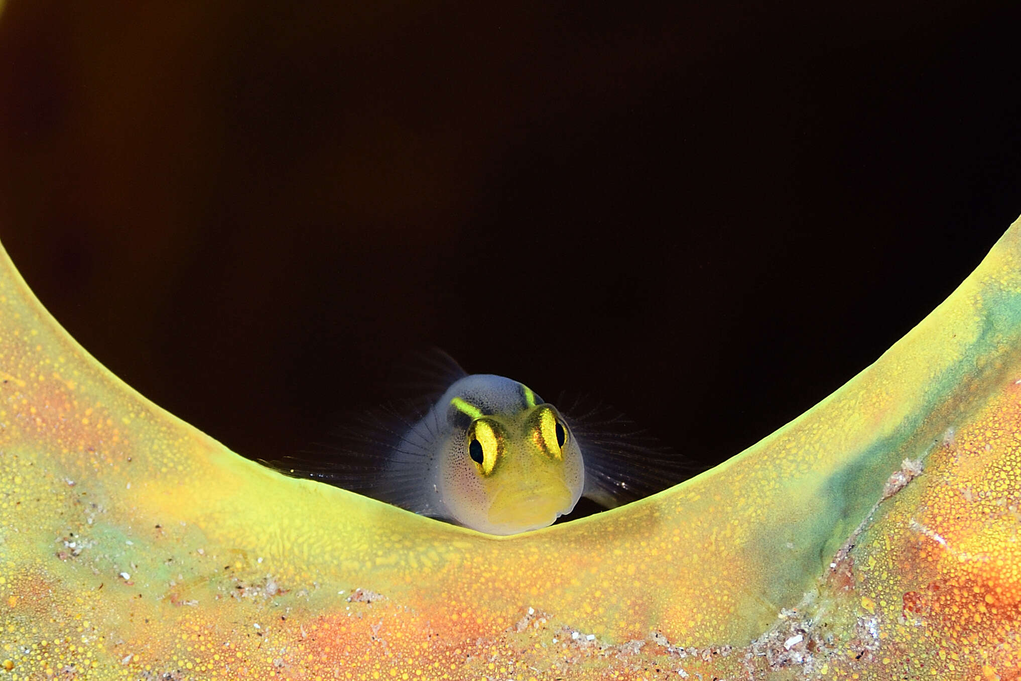 Image of Shortstripe Goby