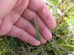 Image of purging flax, fairy flax