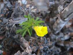 Sivun Oxalis clavifolia Sond. kuva