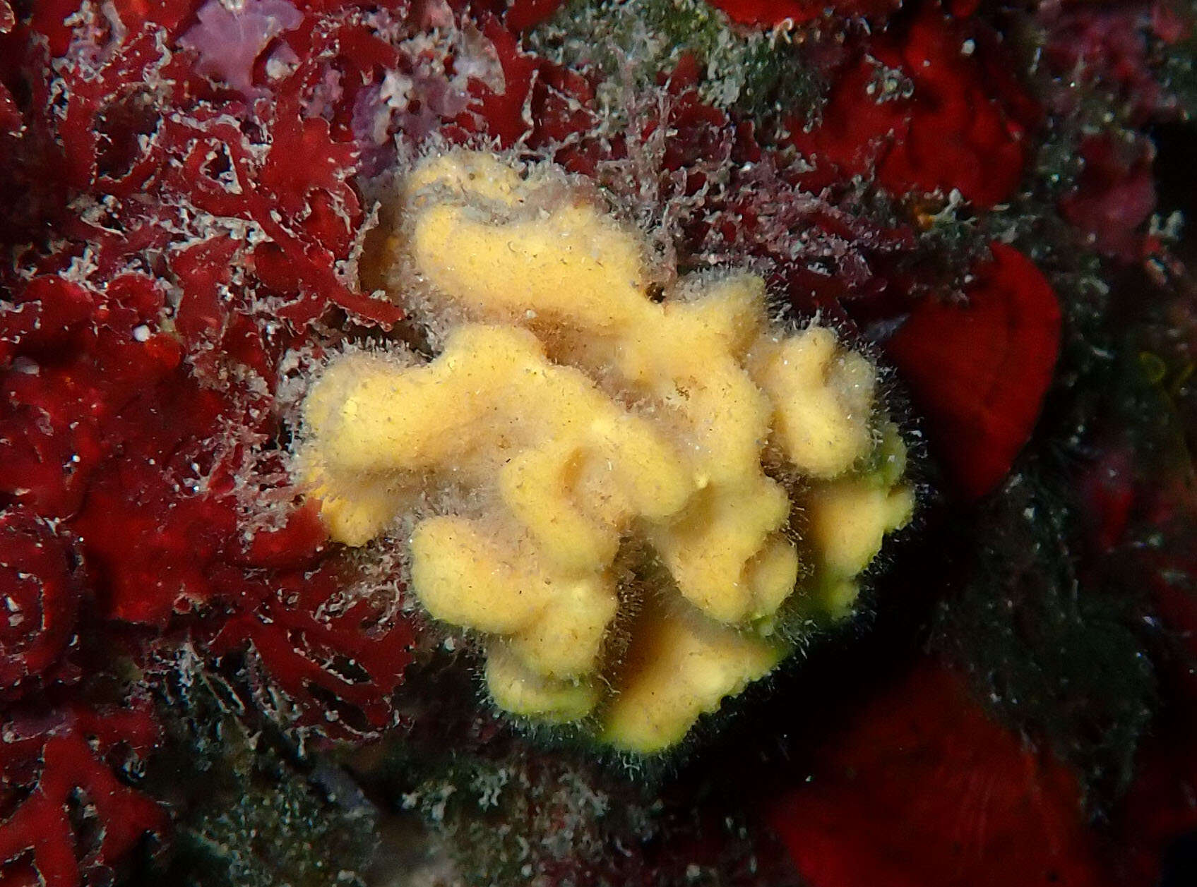 Image of crumpled duster sponge