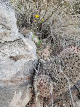 Perityle californica Benth. resmi