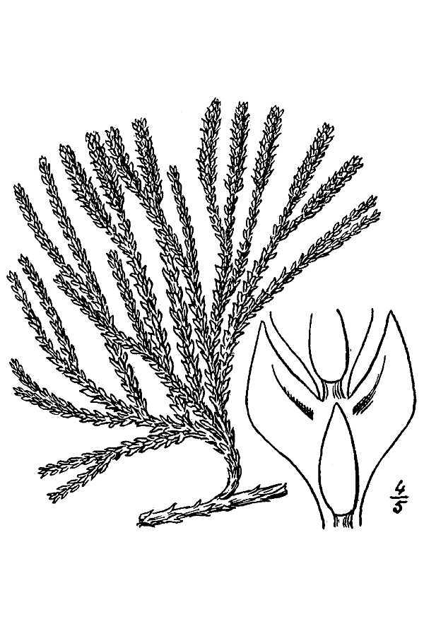 Lycopodium alpinum (rights holder: "<a href=""http://www.knps.org"">Kentucky Native Plant Society</a>. Scanned by <a href=""http://www.omnitekinc.com/"">Omnitek Inc</a>.")