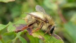 Plancia ëd Bombus sonani (Frison 1934)