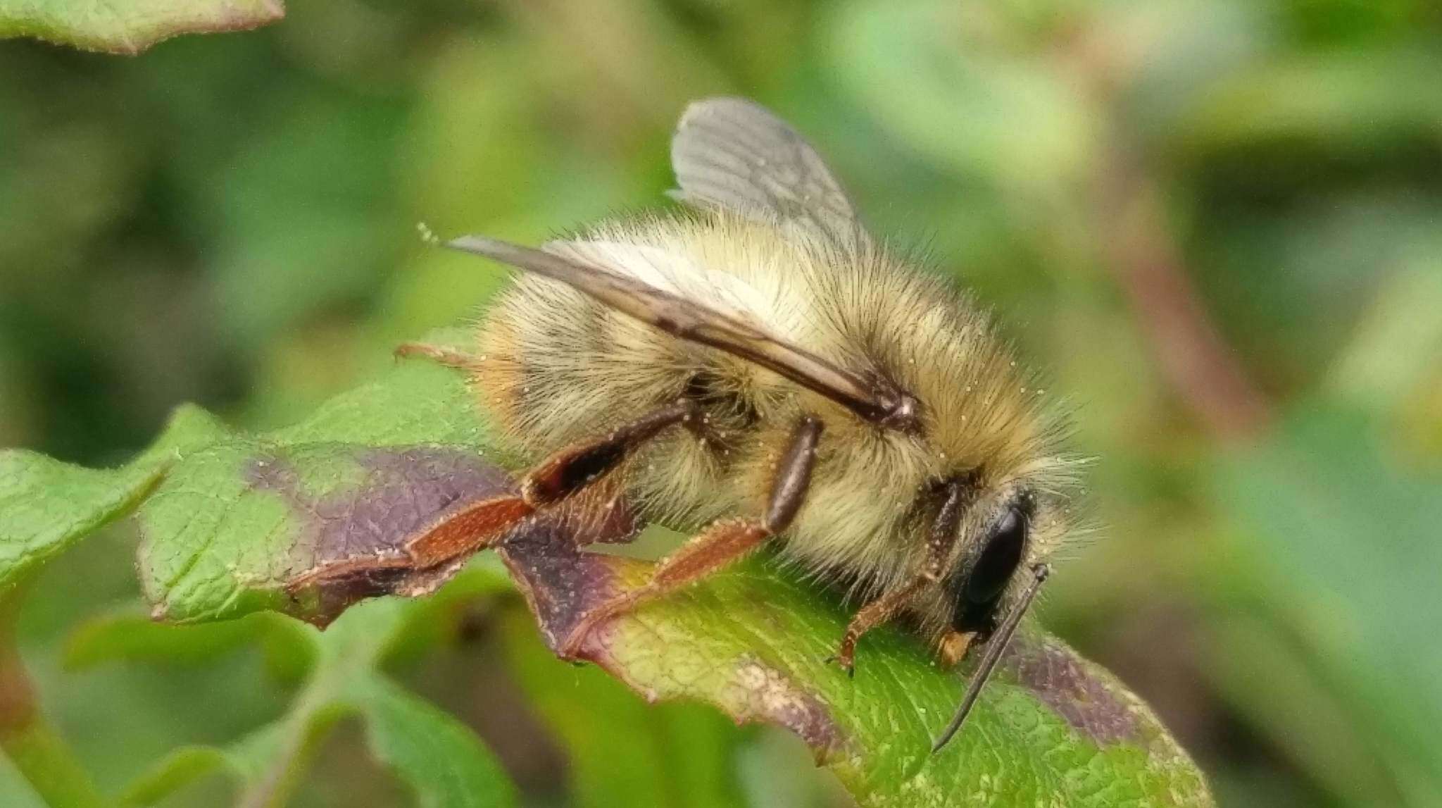 Plancia ëd Bombus sonani (Frison 1934)