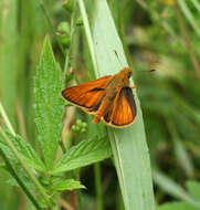 Ochlodes venata Bremer & Grey 1853 resmi