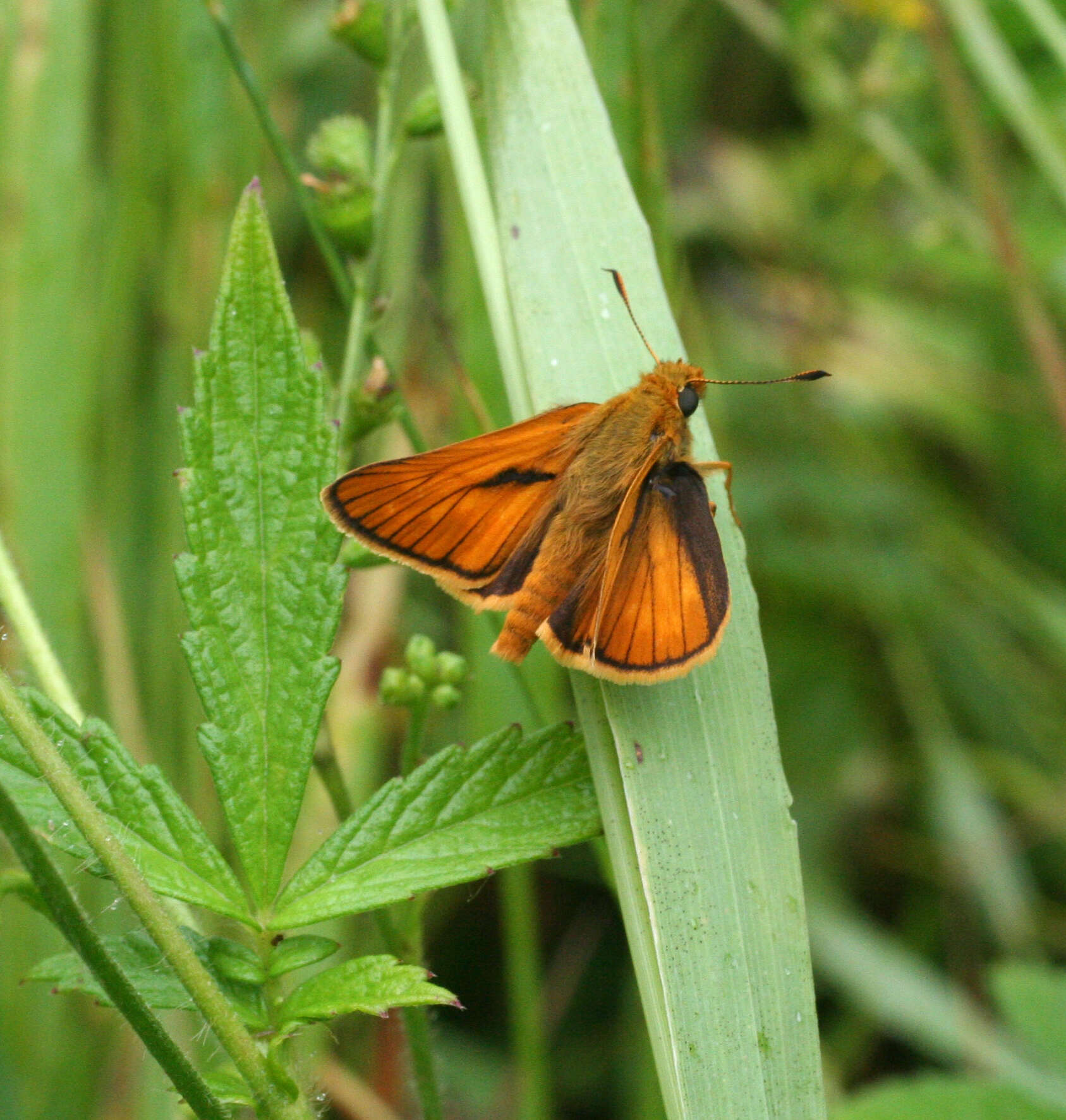 Ochlodes venata Bremer & Grey 1853 resmi