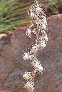 Image of Tassel orchid