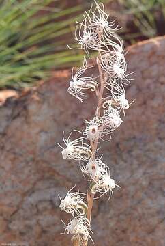 Image of Tassel orchid