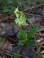 Image of Primula elatior subsp. pallasii (Lehm.) W. W. Sm. & Forrest