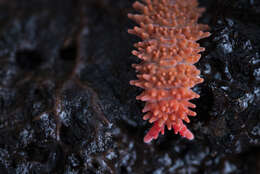 Image of Caledonimeria mirabilis Delamare Deboutteville, C, Massoud & Z 1962