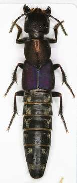 Image of Platydracus violaceus (Gravenhorst 1802)