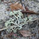 Image of Cladonia submitis A. Evans