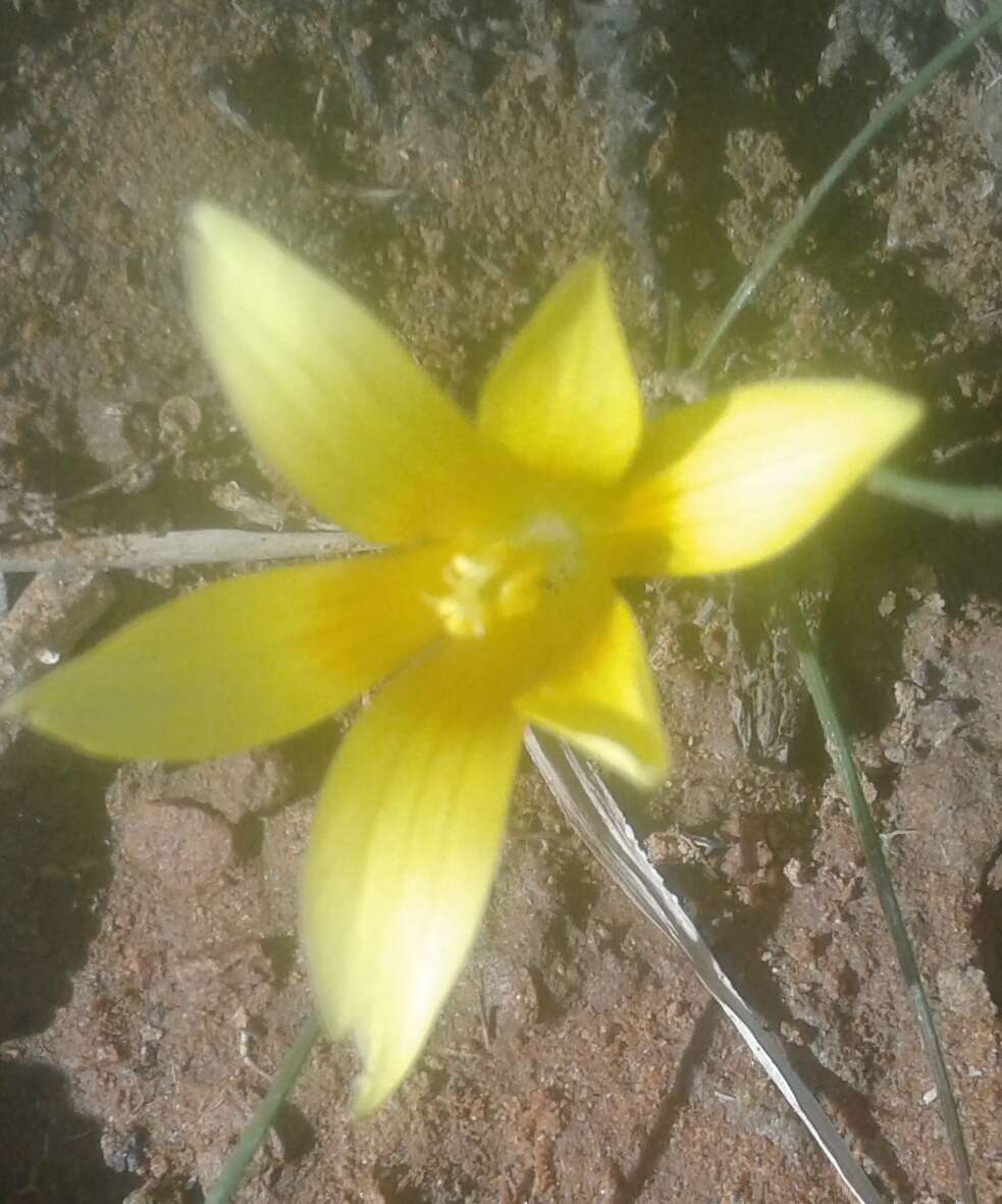 Image of Romulea tortuosa subsp. aurea (Klatt) M. P. de Vos