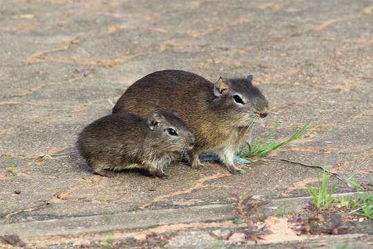 Image of Yellow-toothed cavy