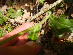 Plancia ëd <i>Erigeron <i>pulchellus</i></i> var. pulchellus