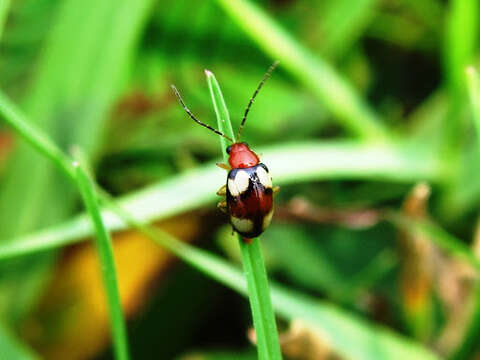 Image of <i>Monolepta signata</i>