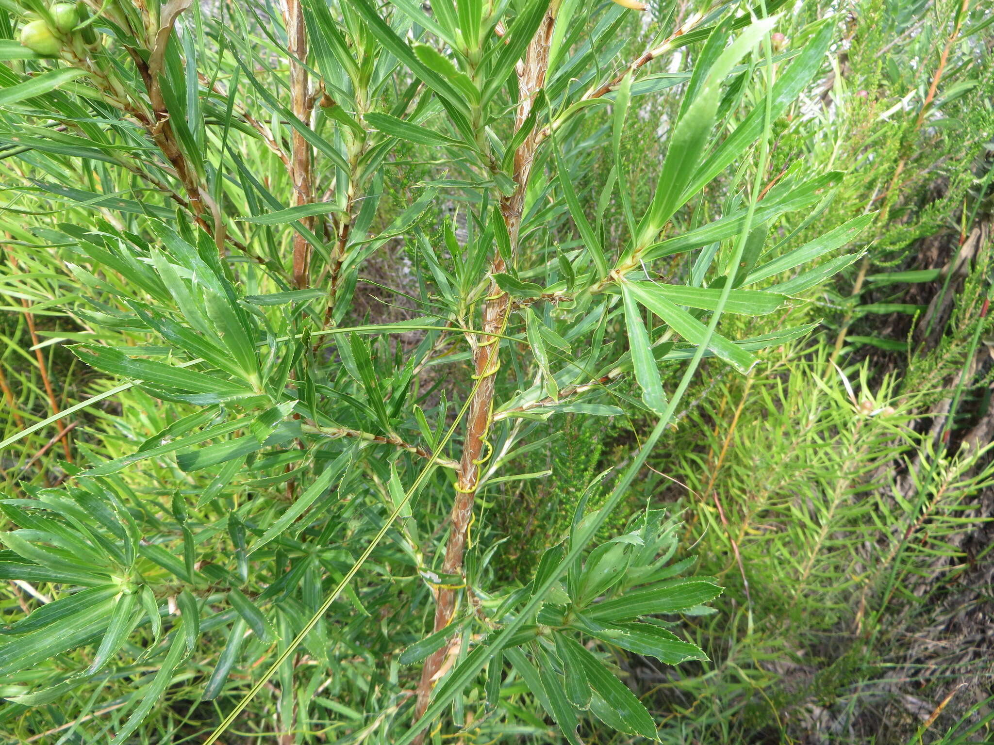 Image of Cliffortia heterophylla Weim.