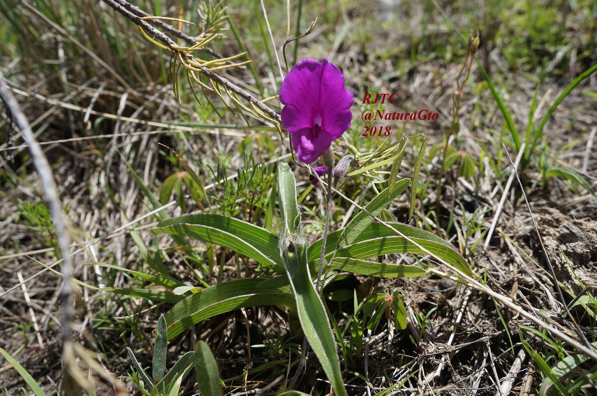 Plancia ëd Cologania angustifolia Kunth