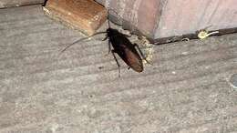 Image of Yamato Cockroach