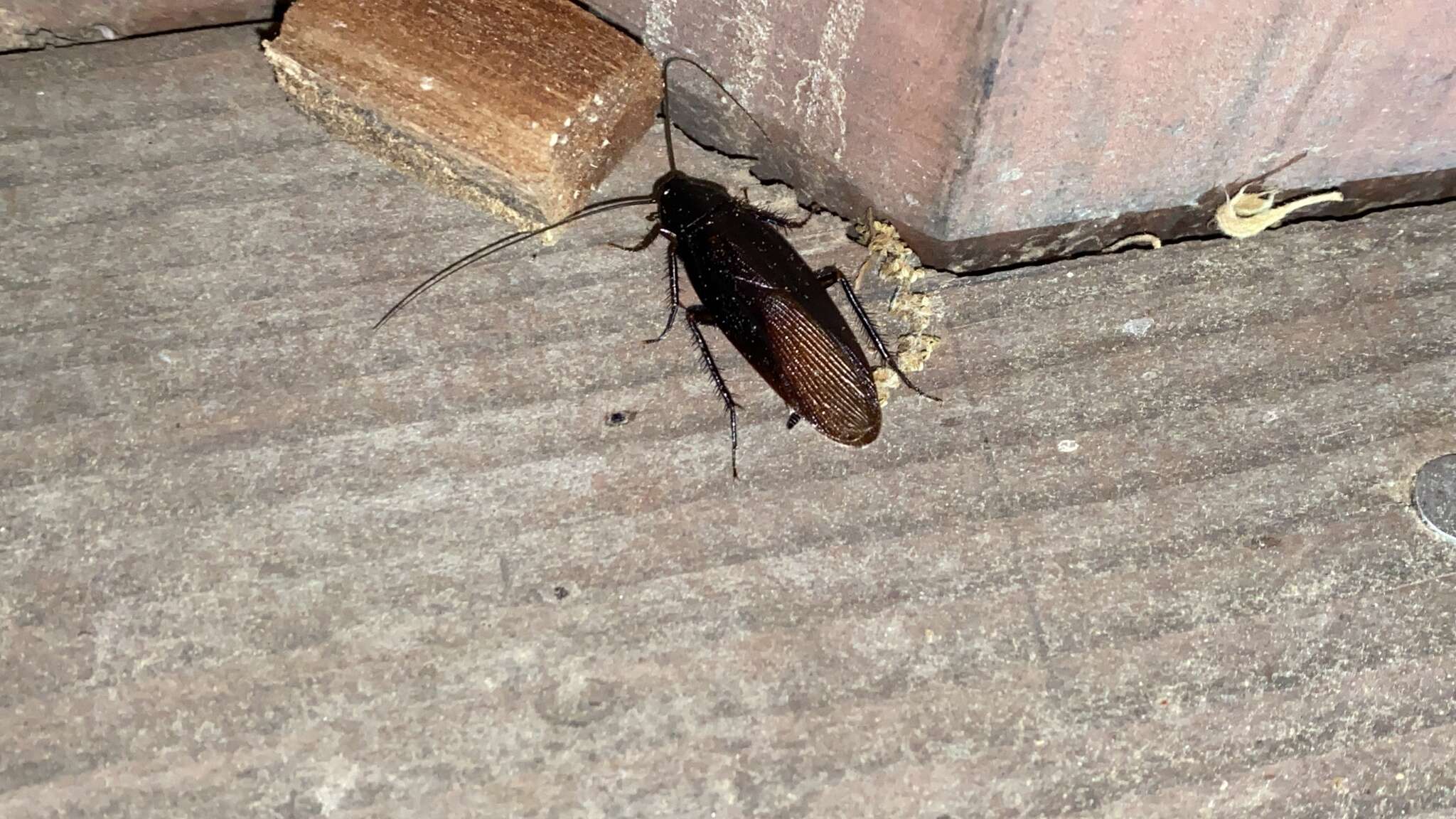 Image of Yamato Cockroach