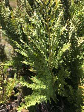 Image of Dryopteris athamantica (Kunze) O. Kuntze