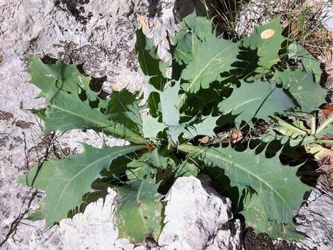 Image of Lactuca longidentata Moris ex DC.