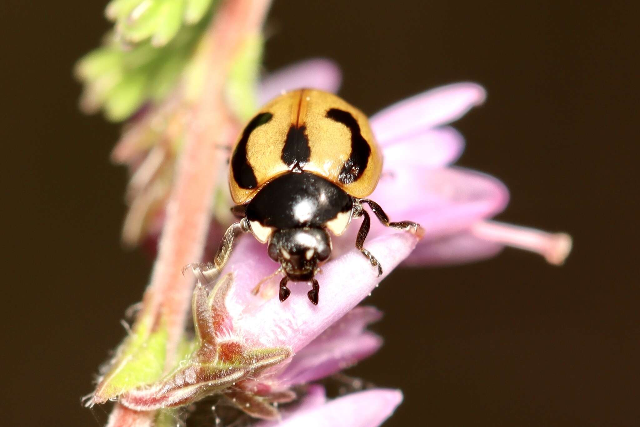 Image of hieroglyphic ladybird