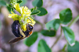 Andrena amphibola (Viereck 1904) resmi