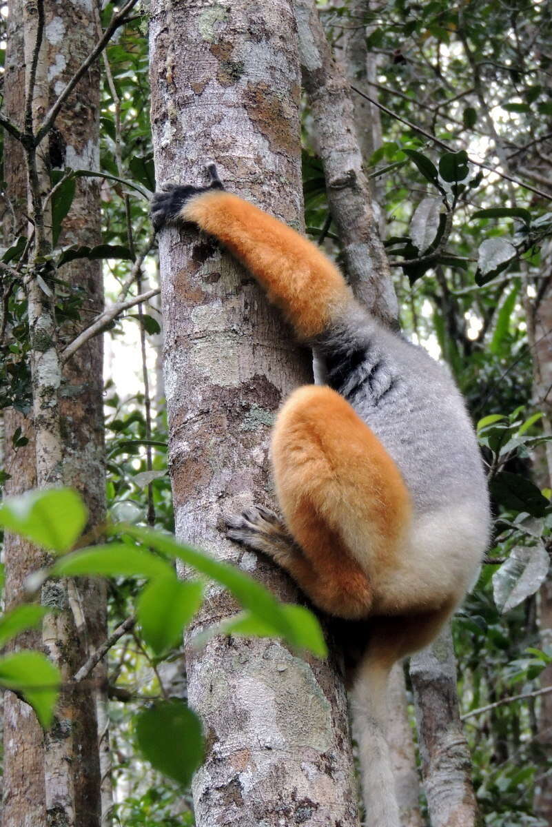 Image of Diadem Sifaka