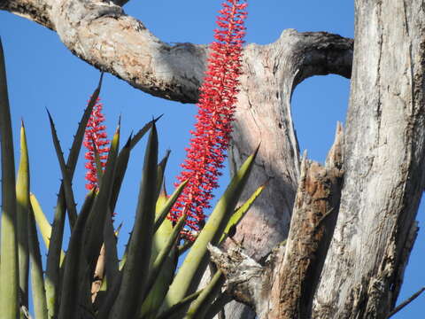 Aechmea huebneri Harms的圖片