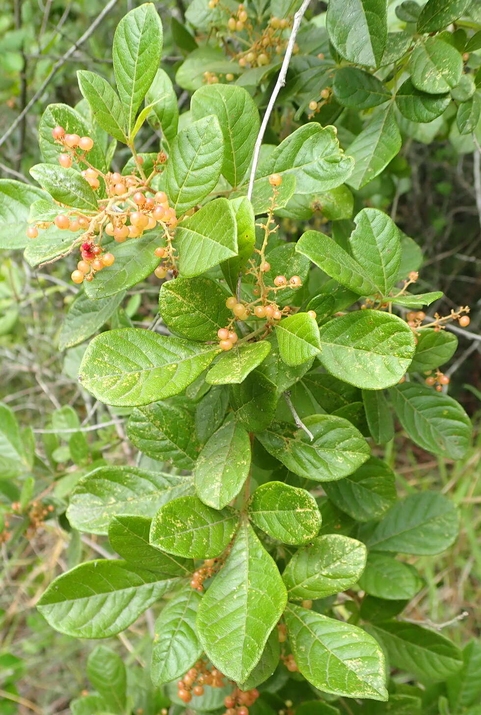 Image of <i>Searsia <i>pyroides</i></i> var. pyroides