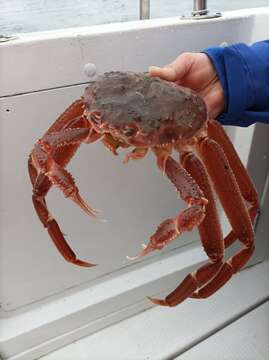 Image of Bairdi crab