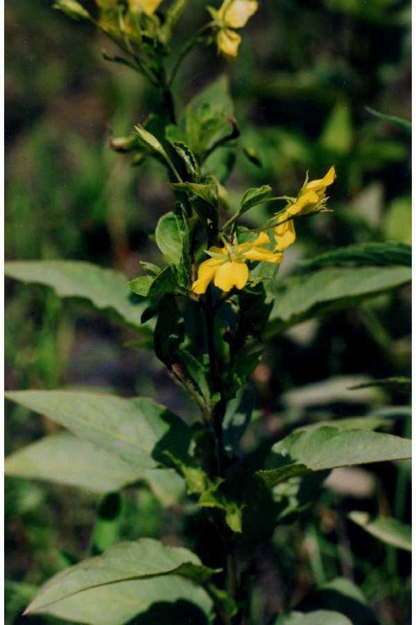 Image of whorled yellow loosestrife