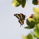 Image of Papilio mackinnoni Sharpe 1891