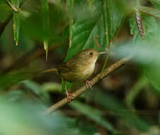 Image of Buff-breasted Babbler